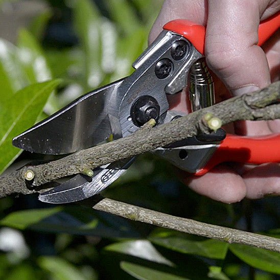 Berger Alu - Line Pruning Hand Shear, 15 Degree Angled, Small, 7.5" - BG1104 - KC Tool